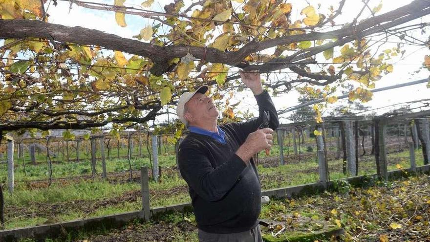 Los viticultores pueden contratar seguros para proteger su producción. // Noé Parga