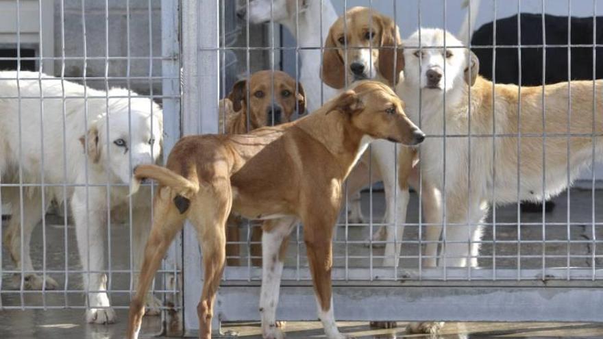 El centro de protección animal de Movera atendió en 2015 a 262 perros sin  dueño