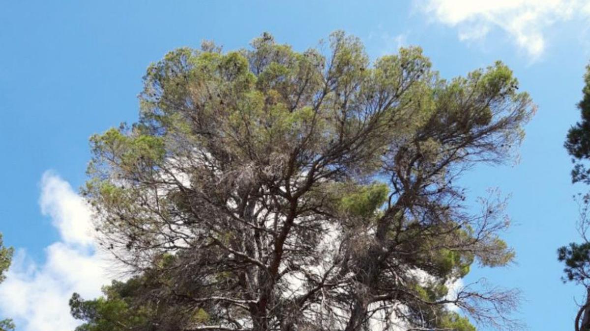 Cuidados intensivos para curar el pino carrasco  de 200 años de Sinarcas | CIEF 