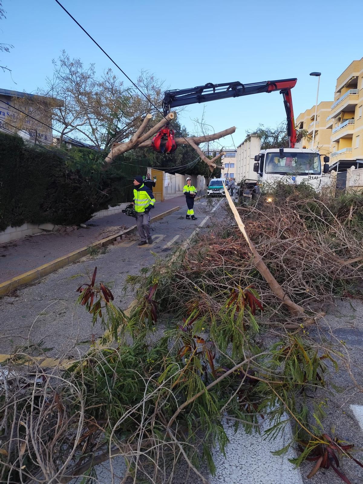Árboles, muros y vallas derribados por el vendaval de la borrasca "Kristin" en Torrevieja Árboles, muros y vallas derribados por el vendaval de la borrasca "Kristin" en Torrevieja