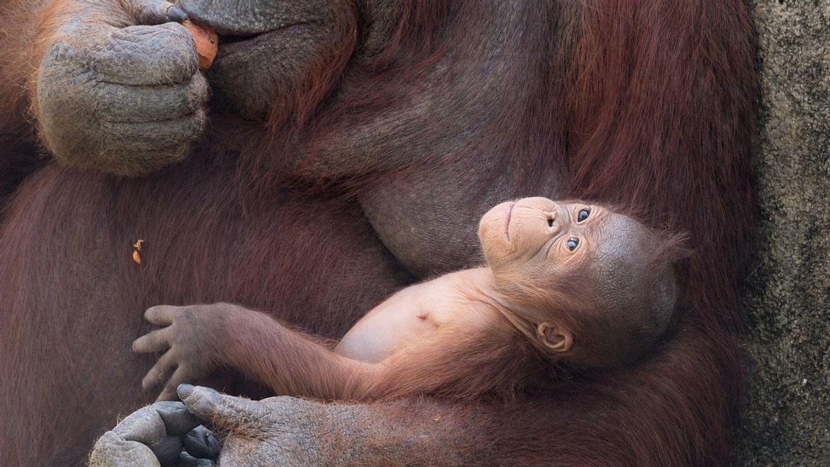 Nace un orangután de Borneo, una de las especie más amenazadas el planeta, en el Zoo de Madrid