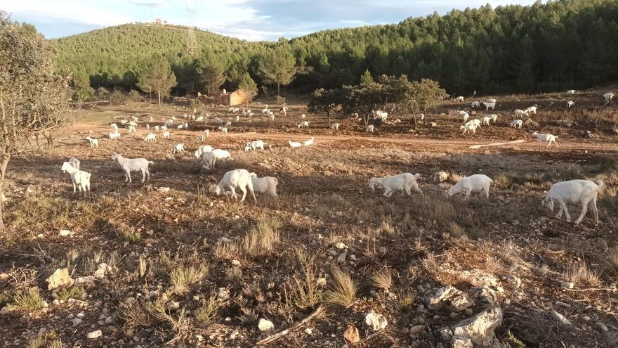 Vallada impulsa un corral para dar refugio a la cabra celtibérica que pasta en la sierra