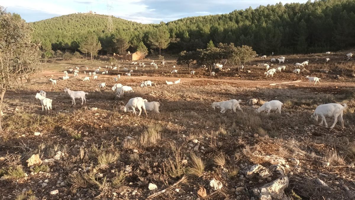 Pastoreo de cabras para prevenir incendios en Vallada