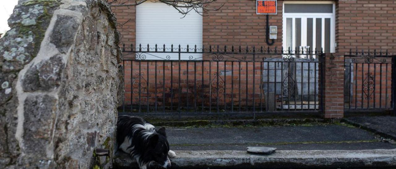 Un perro bebe agua ante una casa en venta en Faramontanos de la Sierra. |