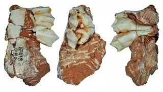 Hallan en Atapuerca la evidencia más antigua de fauna glacial en la península ibérica