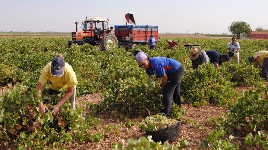 Varios asalariados trabajan el campo.