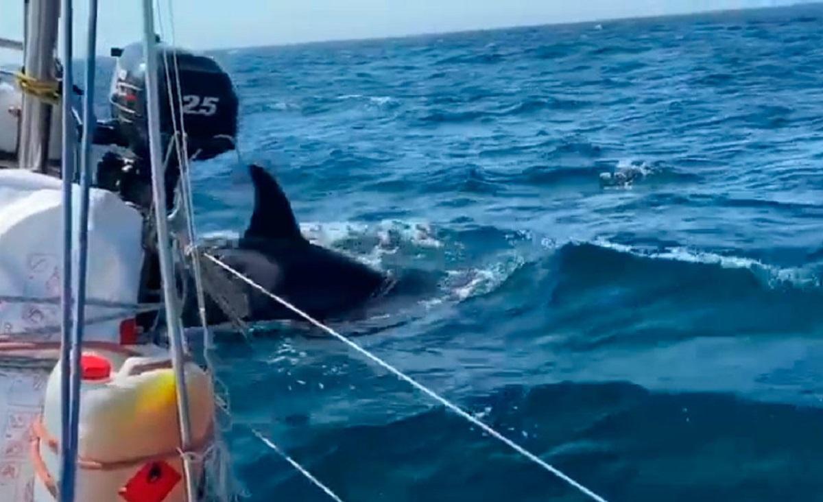 La orca que dañó una embarcación en Cabo Prior