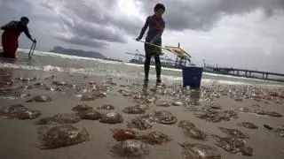 ¿Por qué proliferan las medusas? Estas son las razones