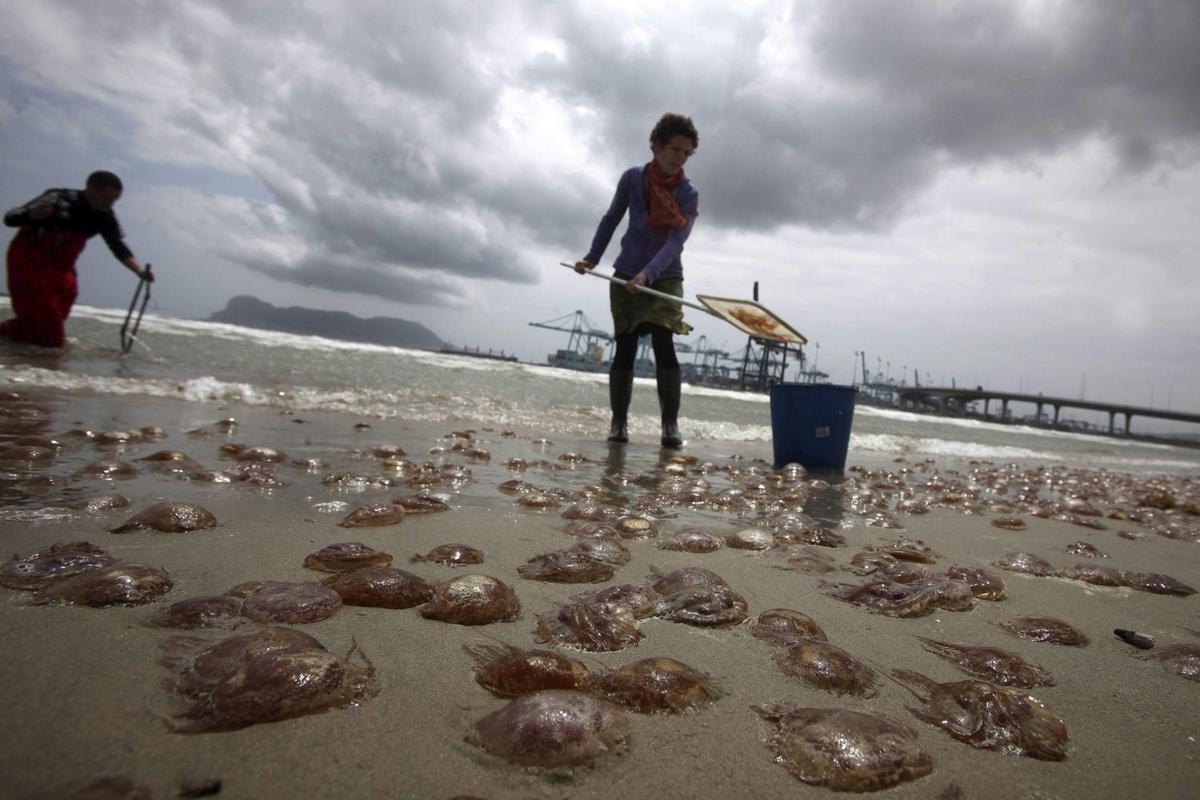 Recogida de medusas en la playa de El Rinconcillo en Algeciras (Cádiz).