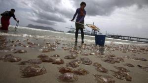 Recogida de medusas en la playa de El Rinconcillo en Algeciras (Cádiz).