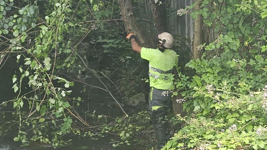 Un operario limpiando un árbol del río Santa Bárbara, este mismo lunes. | LNE
