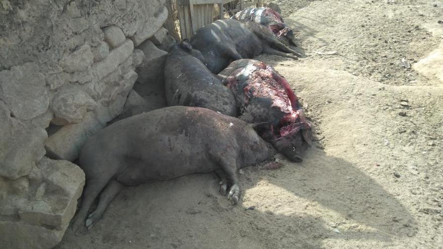 Una bandada de buitres ataca a una decena de cerdos en un cercado