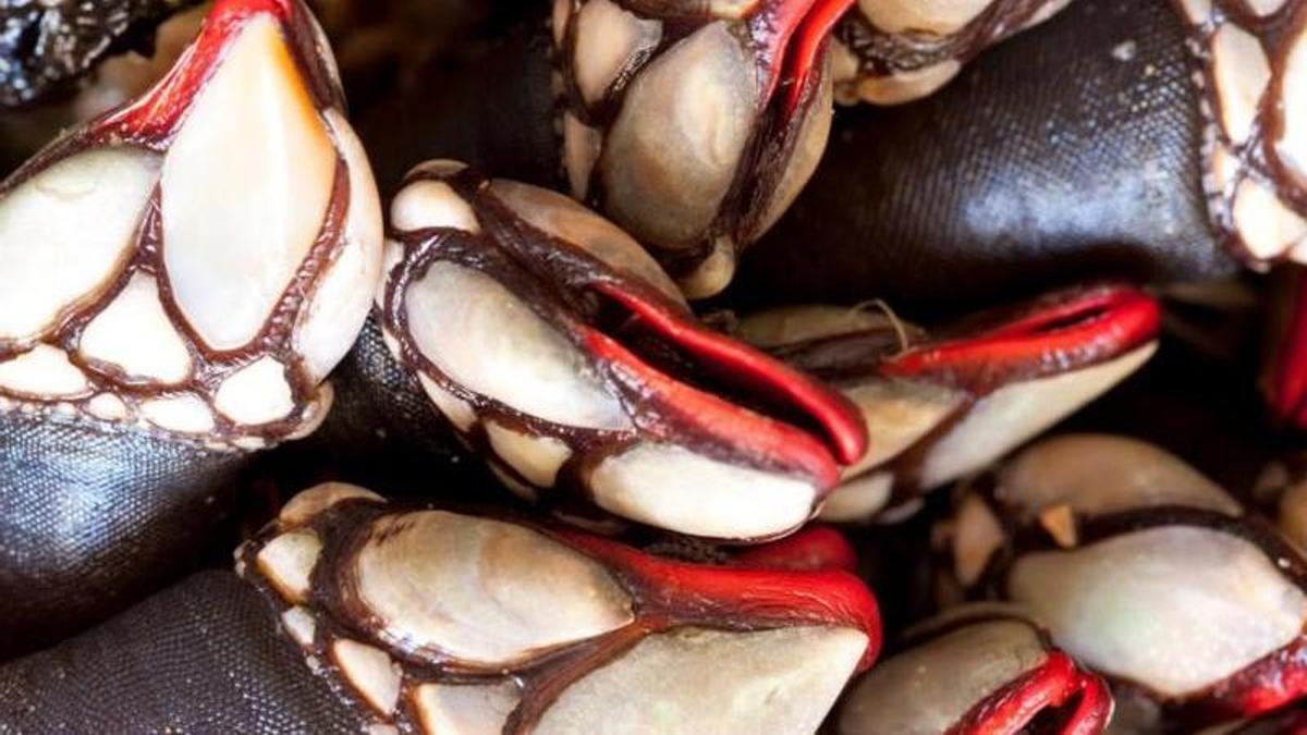 Percebes