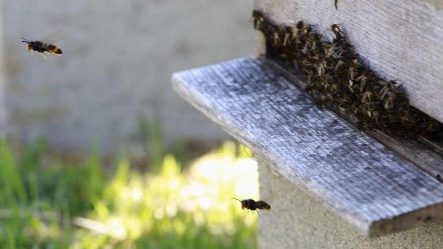 Las abejas se defienden, apiñadas, del ataque de dos avispas. // J. Lores