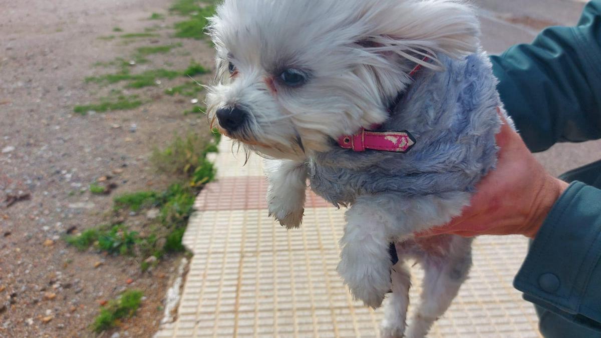 Uno de los animales, sano y salvo tras el suceso en el que ardió la casa.