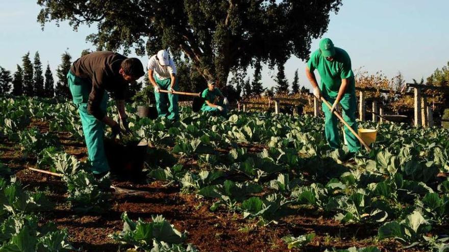 Vista Real acoge en su seno un módulo de agricultura. // Iñaki Abella