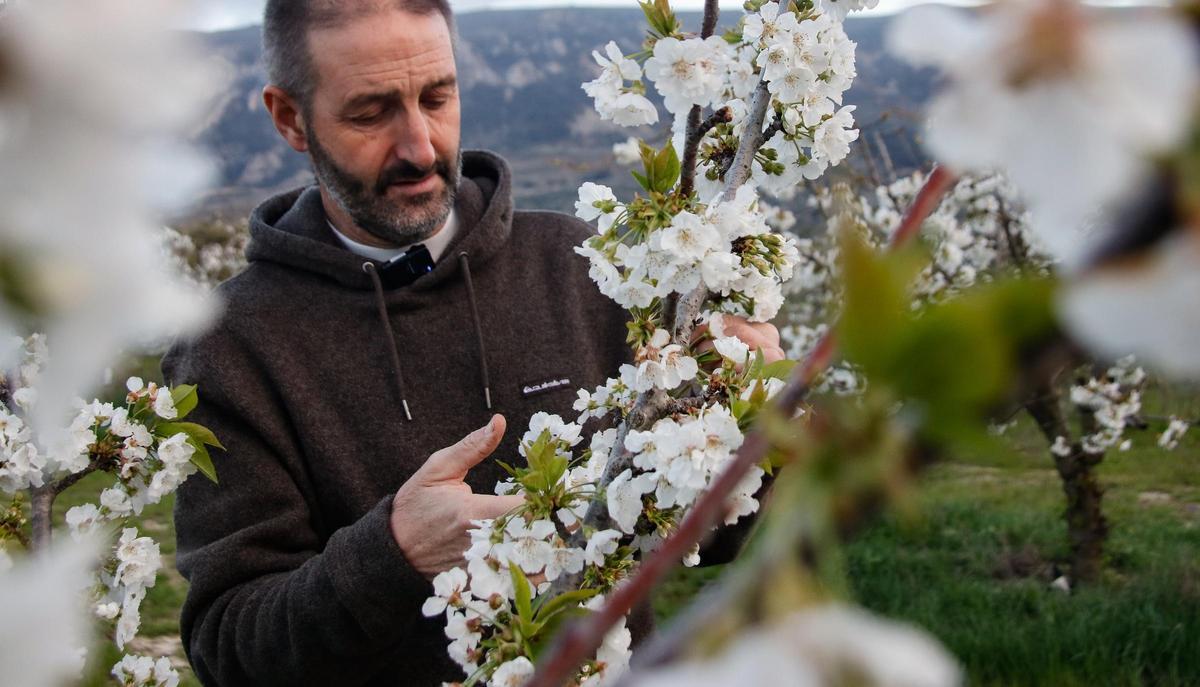 El presidente de la DO Cerezas Montaña de Alicante en una plantación de Planes.
