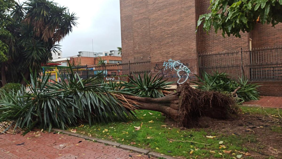 Caída de un árbol junto al colegio Eduardo Lucena.