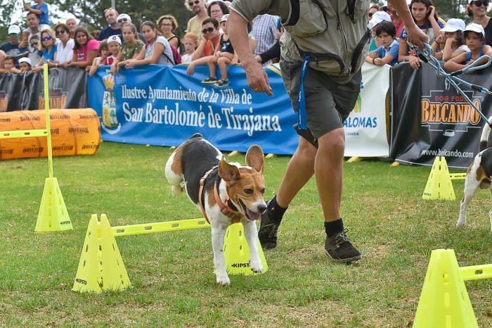 II Feria de mascotas, en Maspalomas