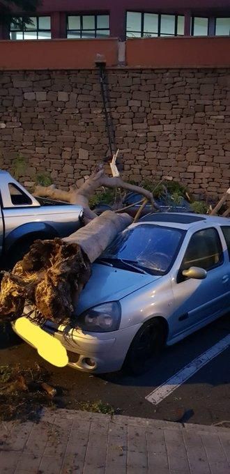 Cae un árbol sobre un coche en Gáldar