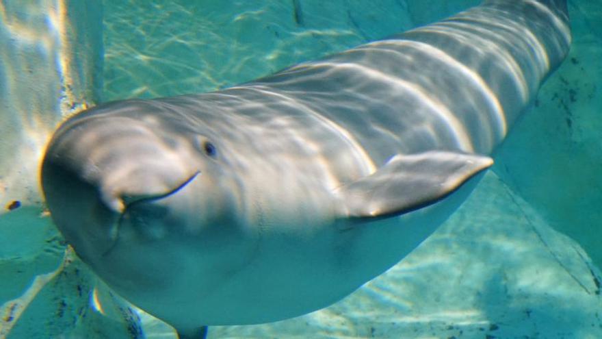 La beluga Kylu cumple 7 meses