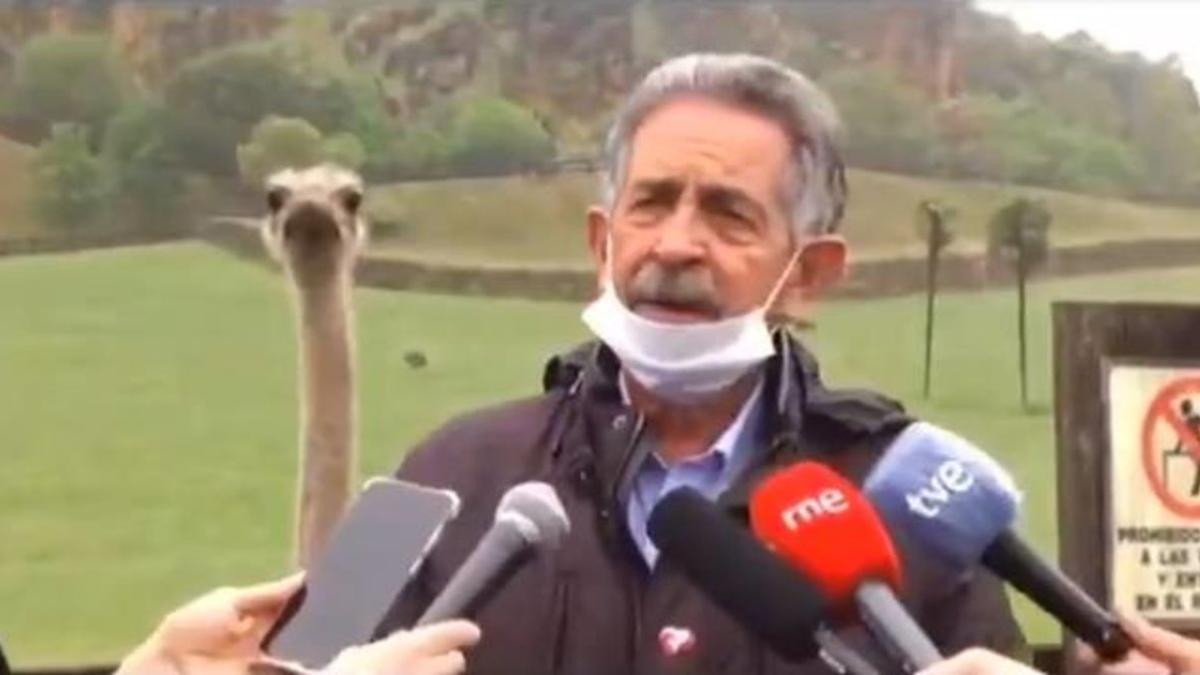 Un avestruz roba la atención en la última rueda de prensa de Revilla
