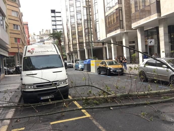 Un árbol cae en mitad de la calzada de la calle Cayetano de Lugo