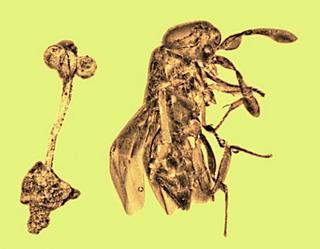 Dos insectos y una planta eternizados en ámbar revelan el mundo prehistórico