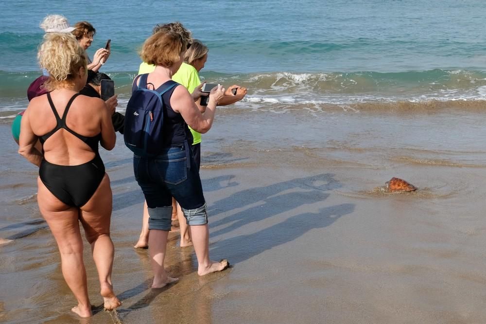 Suelta de una tortuga boba en Las Canteras