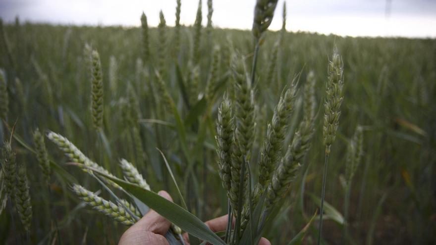 Lonja de Zamora: Caídas de la cebada y el maíz