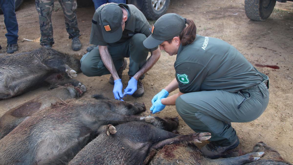 Jabalís abatidos por cazadores en la provincia de Girona.