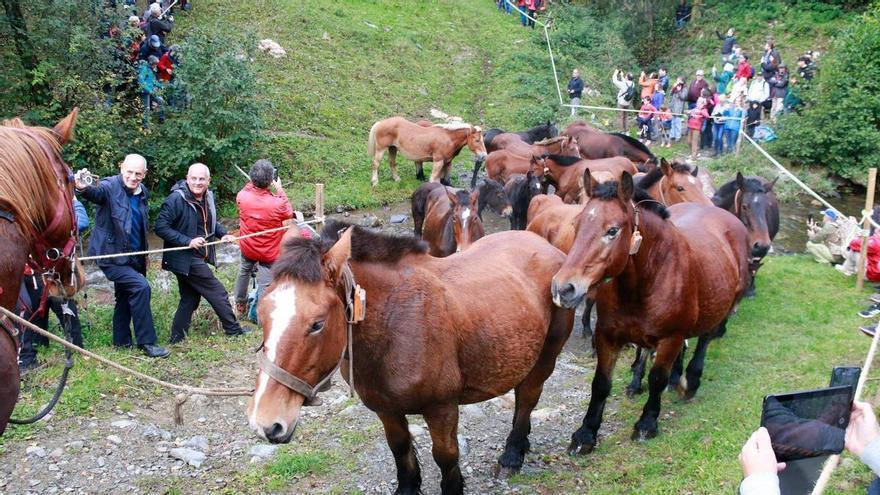 Vídeo | Espinavell recupera la Tria de Mulats amb 300 animals