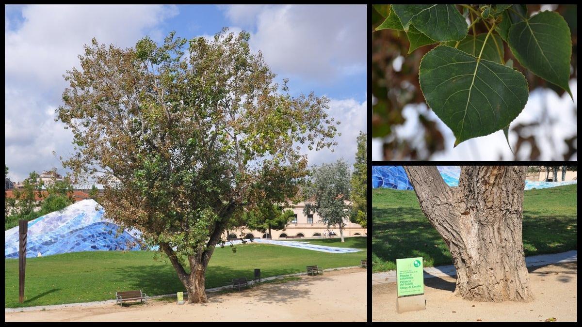 populus-canadensis-estacin-norte-barcelona