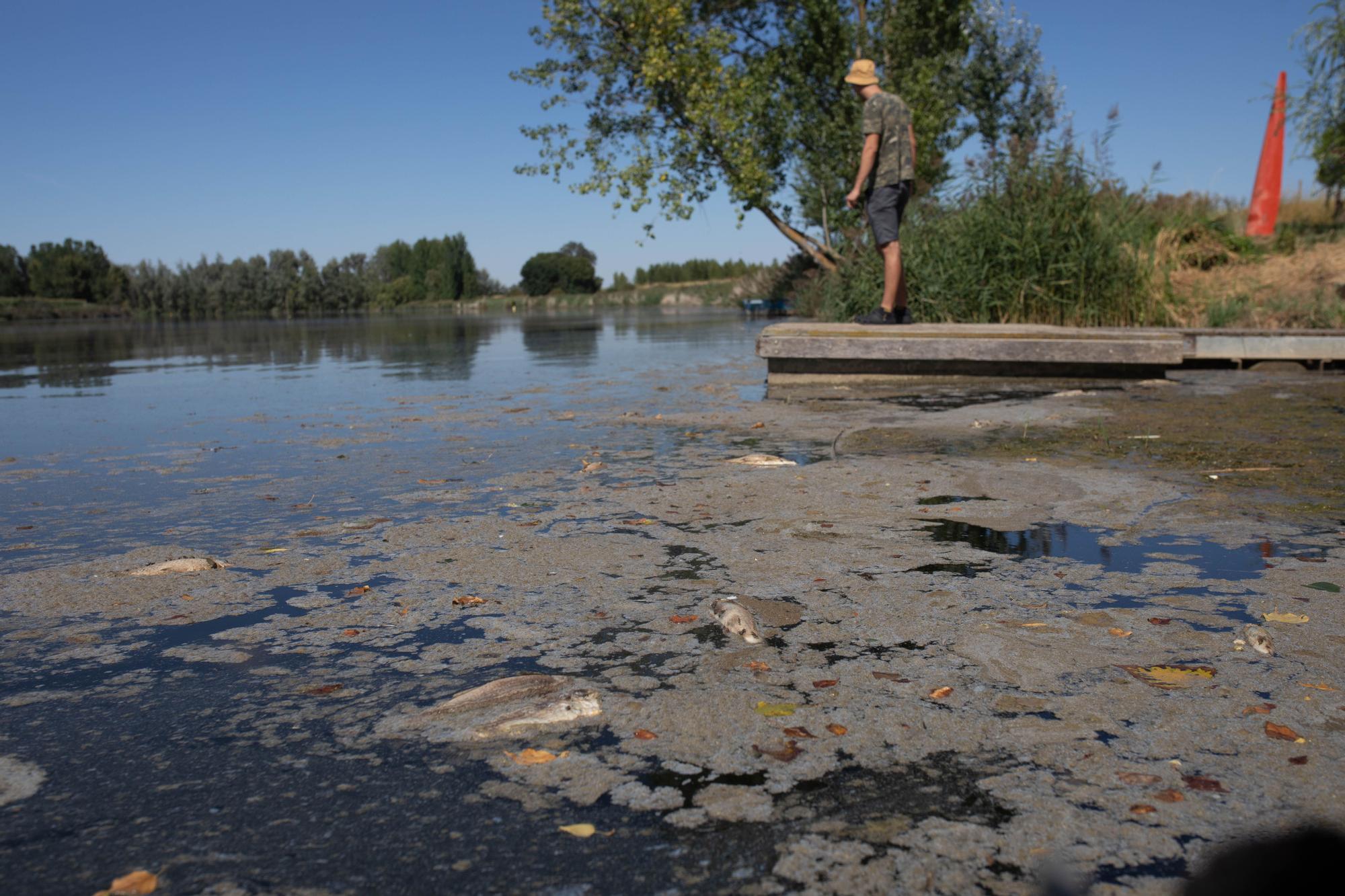 Peces muertos en el río Duero en Villaralbo