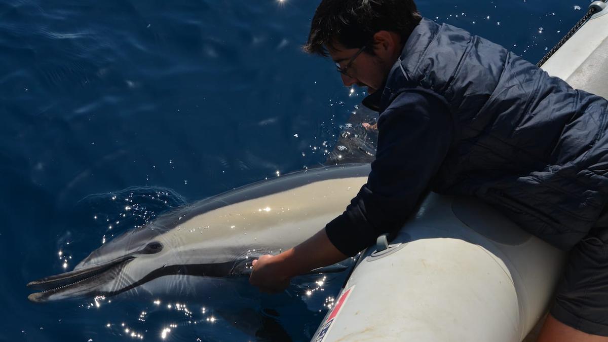 Delfín muerto recogido en aguas de Alborán