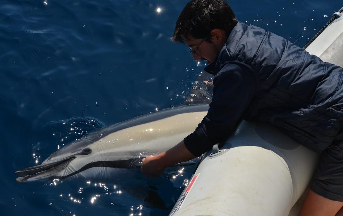 Delfín muerto recogido en aguas de Alborán