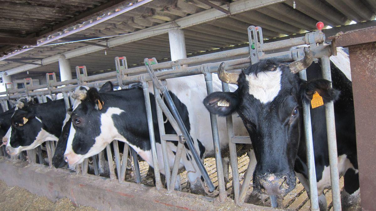 Vacas de leche en una granja