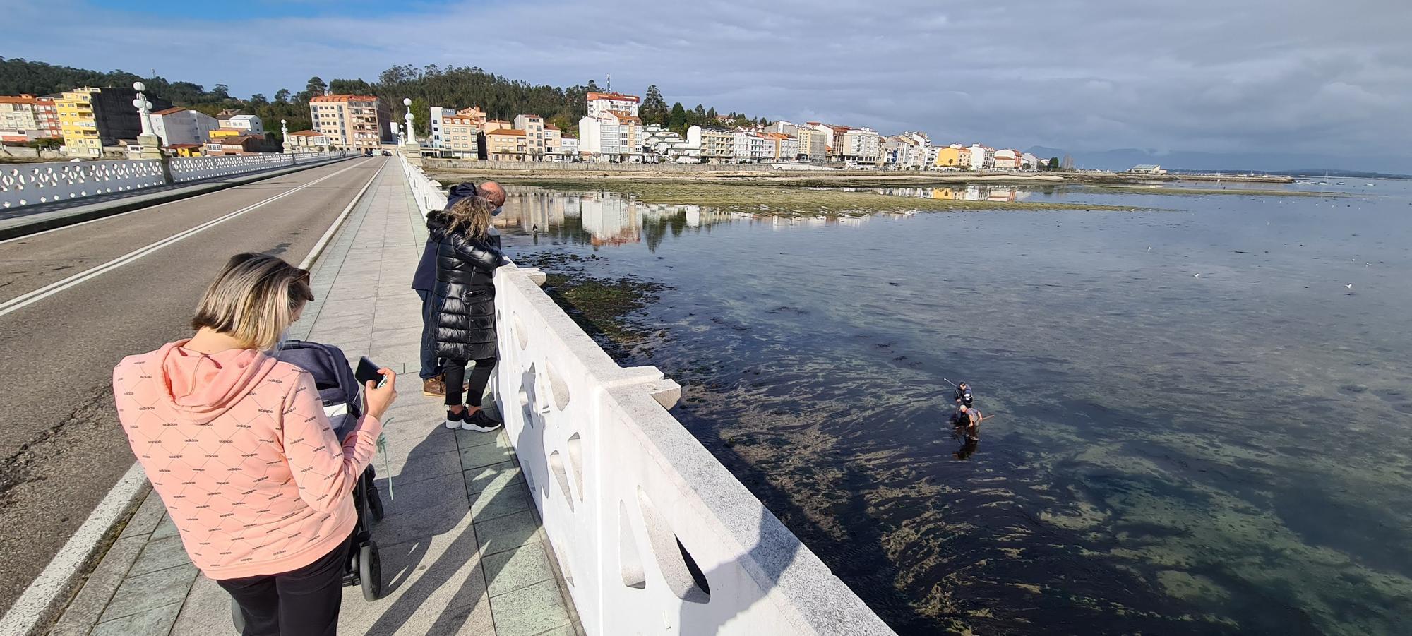 La pesca artesanal del chopo subsiste bajo el puente de A Toxa