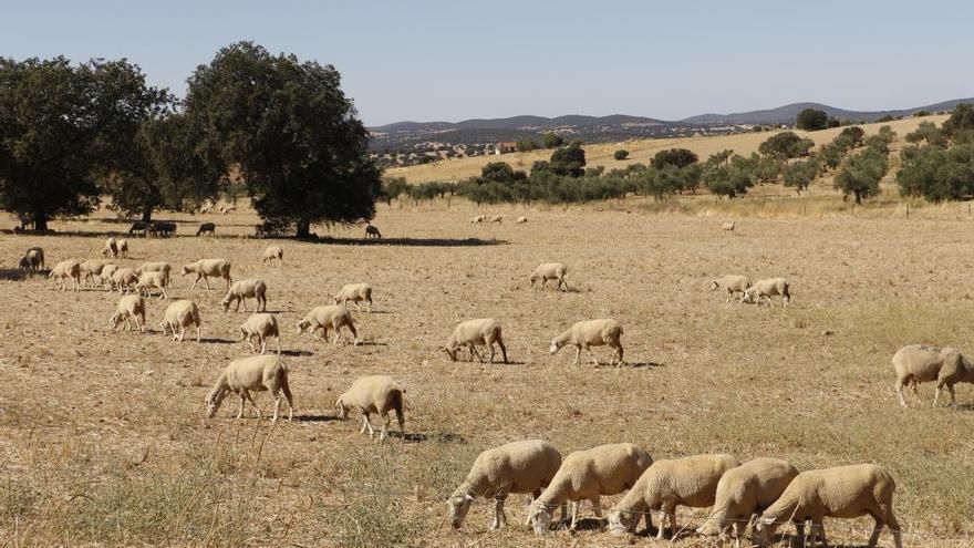 Lonja de Extremadura: estos son los precios actualizados a día 22 de julio de 2025