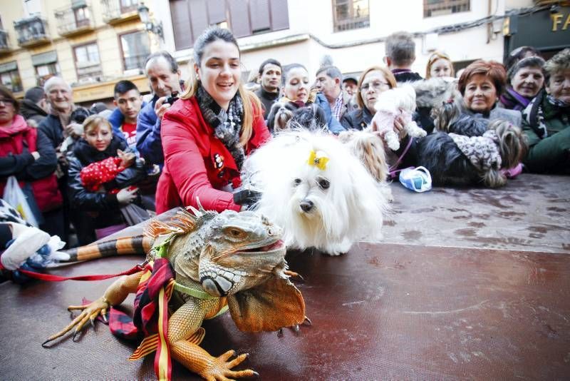 Fotogalería: Fiesta de San Antón