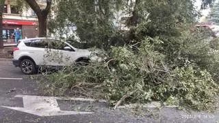 Un árbol se desploma sobre la calzada en Cuatro Caminos