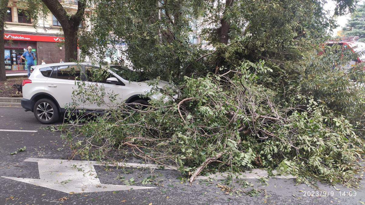 Ramas del árbol sobre la calzada en Cuatro Caminos