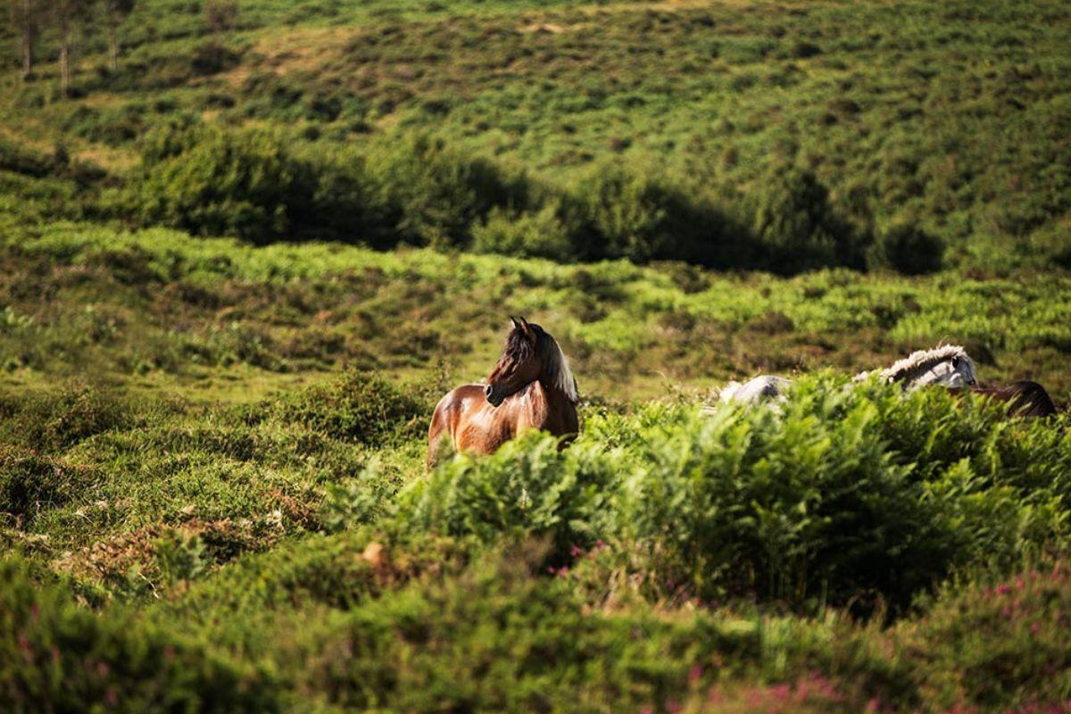 Uno de los caballos salvajes de A Estrada.