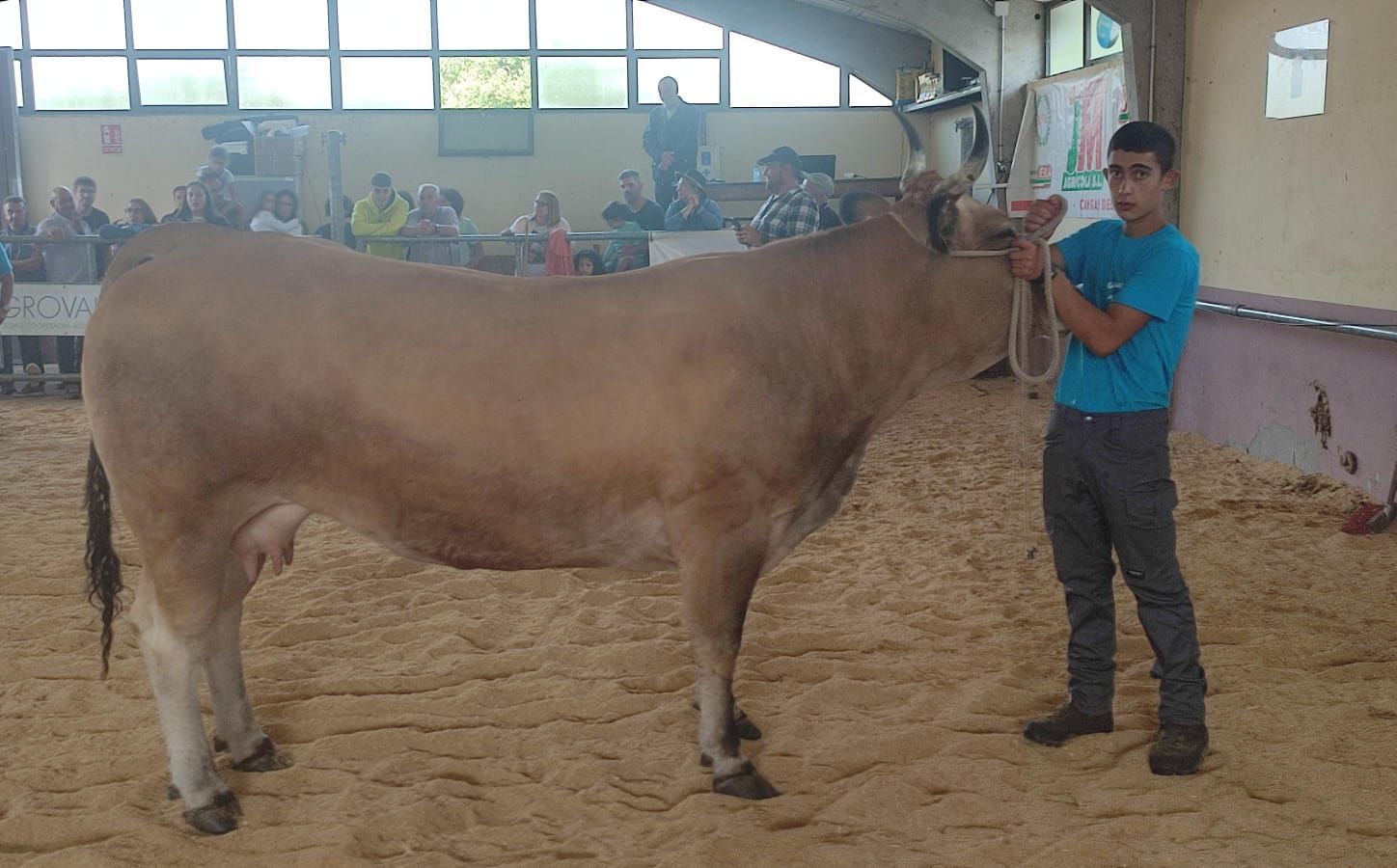 En imágenes: Las reses premiados en el concurso de Asturiana de los Valles de San Martín de Oscos