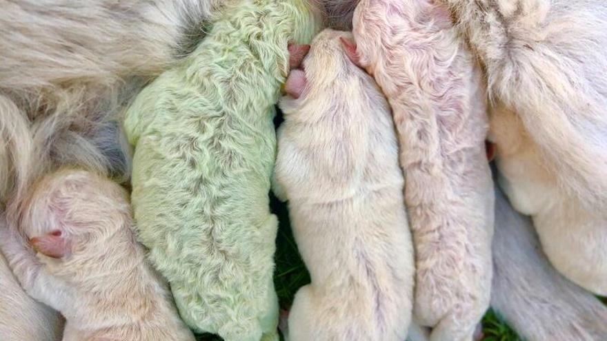 Así es Pistacho, un perrito con el pelaje verde que ha nacido en Cerdeña