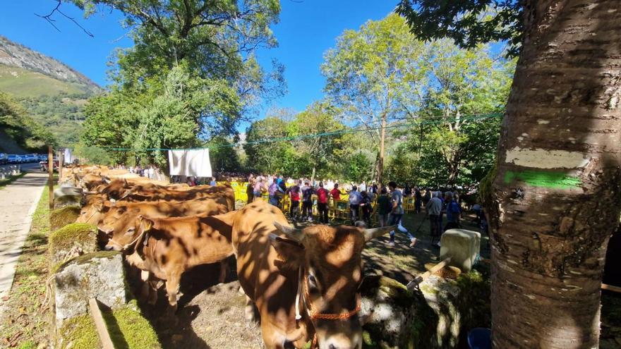 Sobrescobio exhibe su cabaña ganadera: reúne 580 reses en su feria, medio centenar más que el pasado año