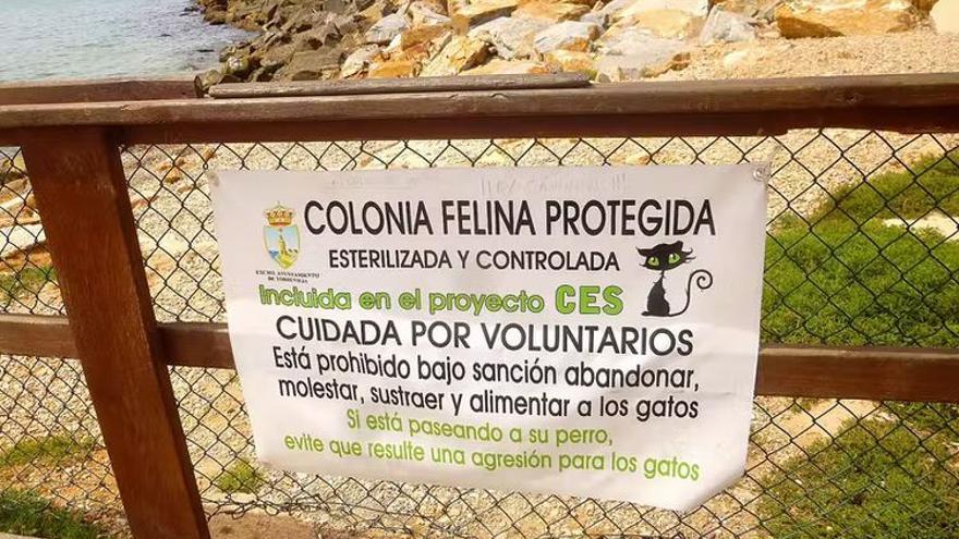 Colonia felina protegida en Torrevieja (Alicante)