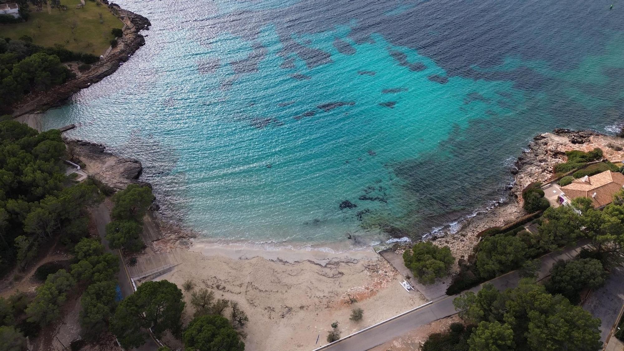 Portocolom | El estado de la posidonia en la bahía, en imágenes