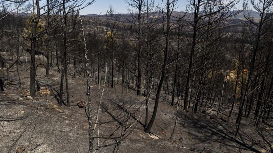 Seis de cada diez incendios en la última década se iniciaron debido a causas humanas