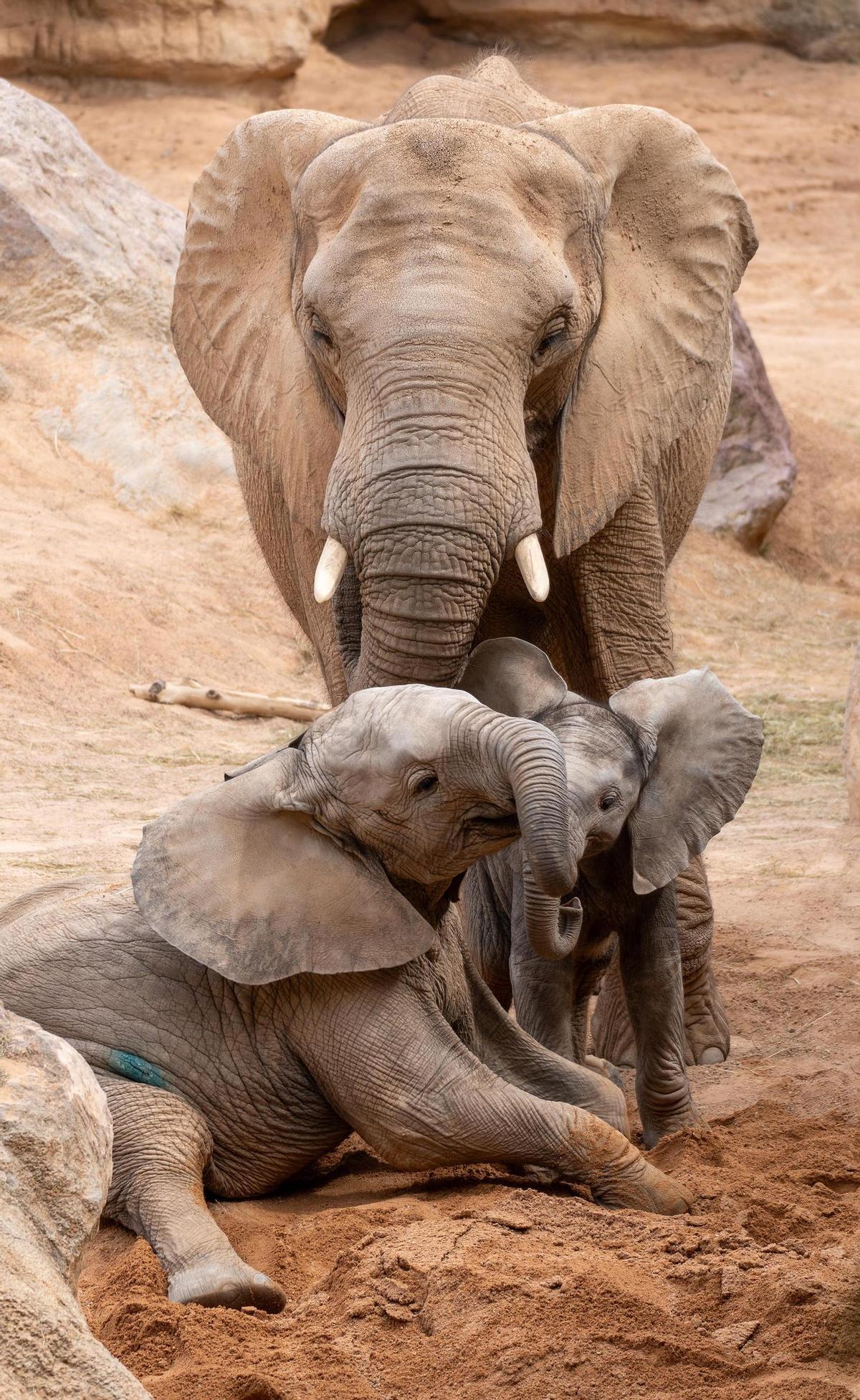 Dos crías de elefante jugando en el BIOPARC